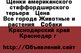 Щенки американского стаффордширского терьера › Цена ­ 20 000 - Все города Животные и растения » Собаки   . Краснодарский край,Краснодар г.